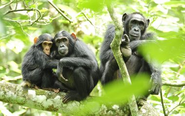 התגלה סוג המוזיקה המועדף על השימפנזים